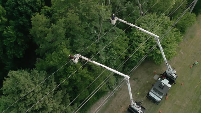 Beeville, TX  Tree Services Company